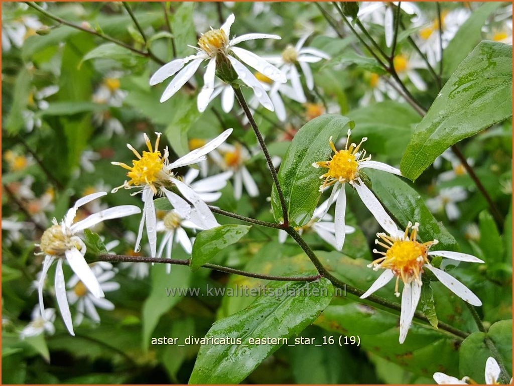 Aster divaricatus ‘Eastern Star’