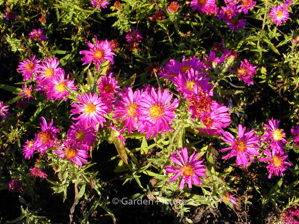 Aster dumosus ‘Kassel’