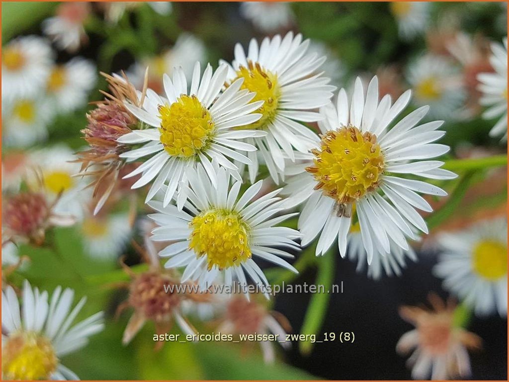 Aster ericoides ‘Weisser Zwerg’