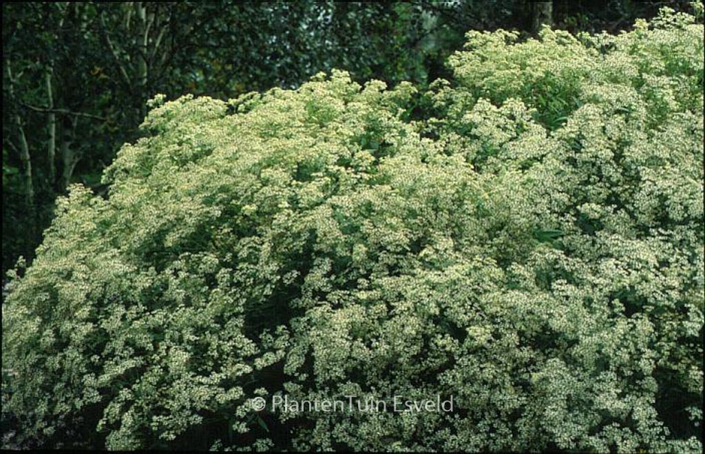 Aster glehnii ‘Agleni’