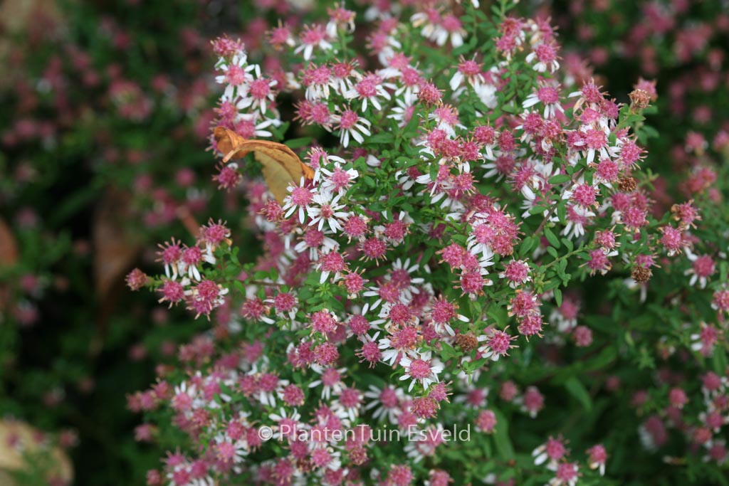 Aster lateriflorus ‘Horizontalis’