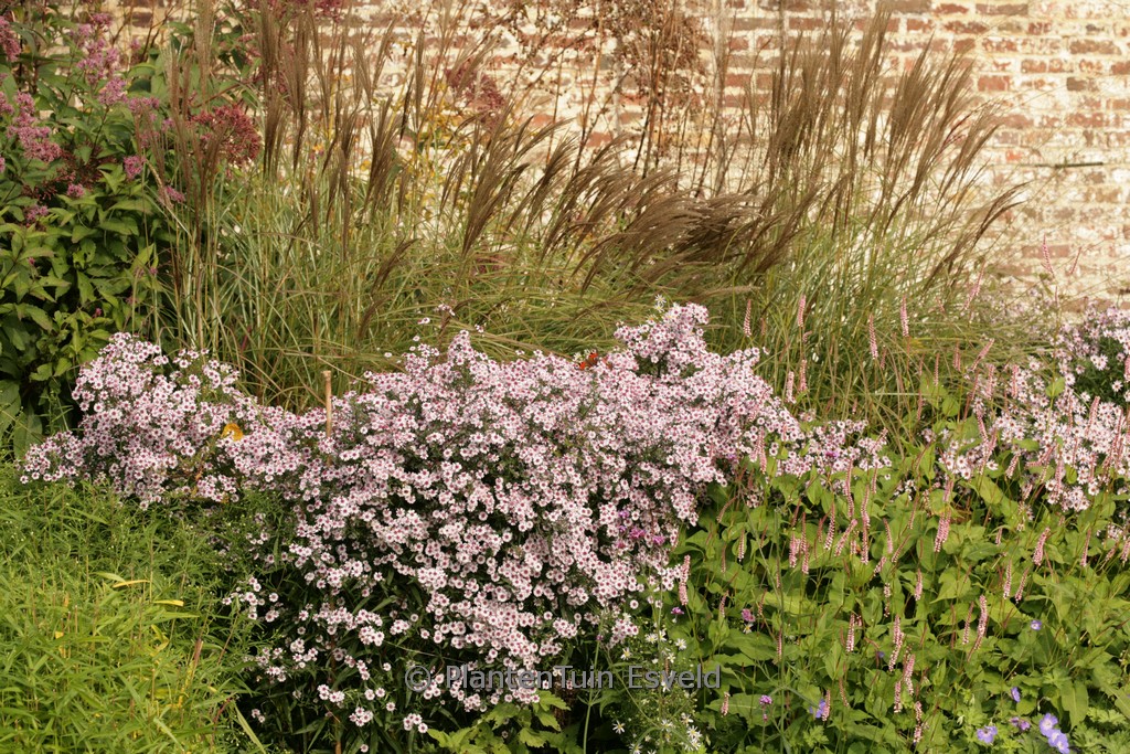 Aster lateriflorus ‘Pink Buttons’