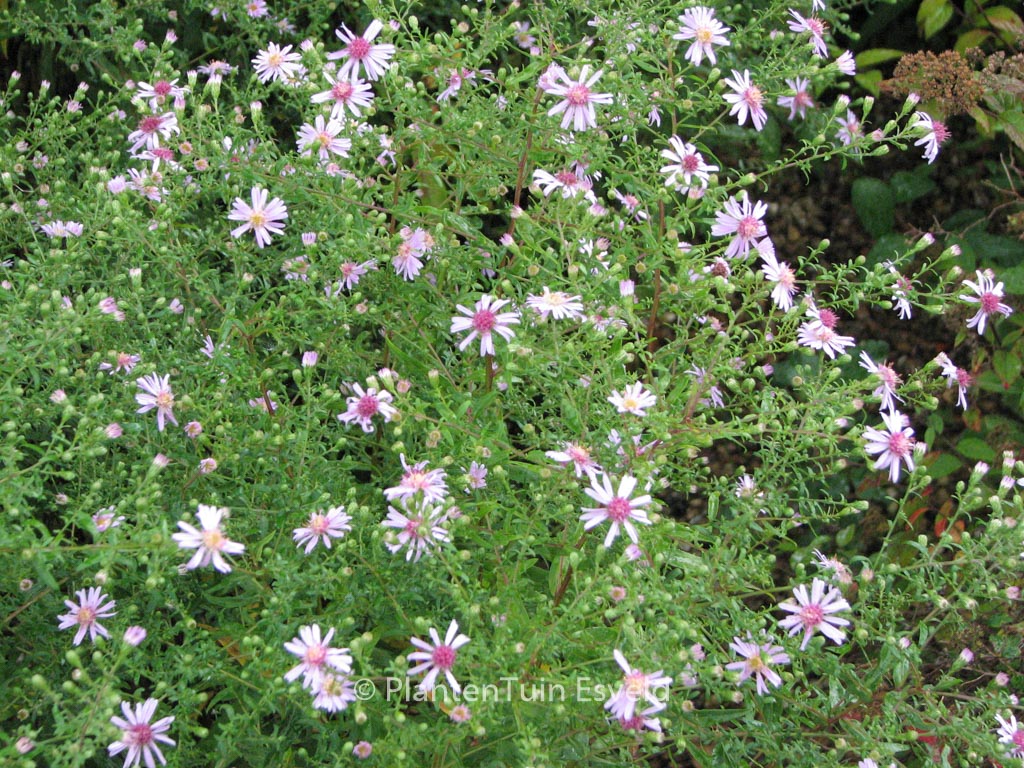 Aster laterifolius ‘Coombe Fishacre’