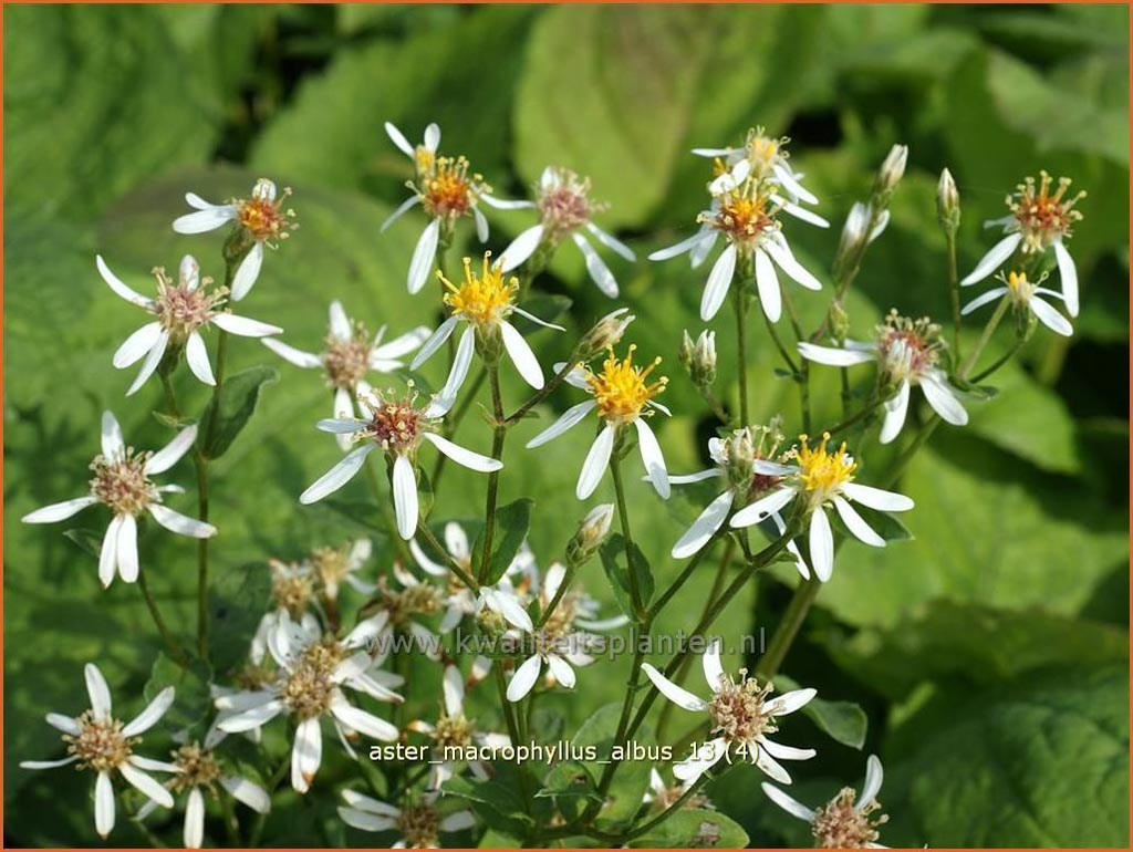 Aster macrophyllus ‘Albus’