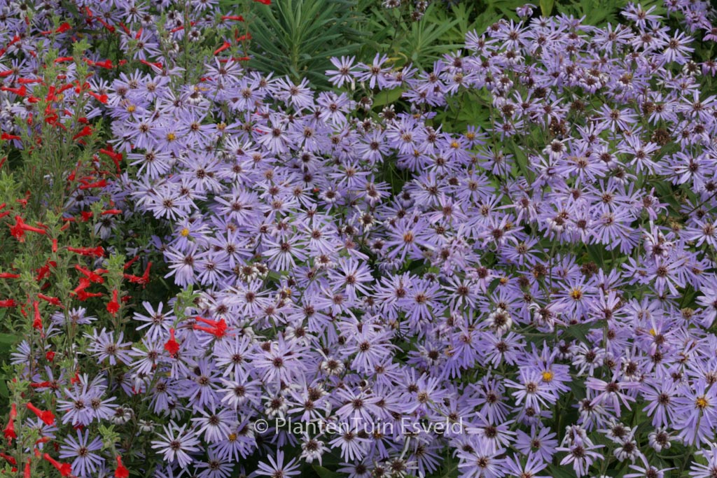 Aster macrophyllus ‘Twilight’