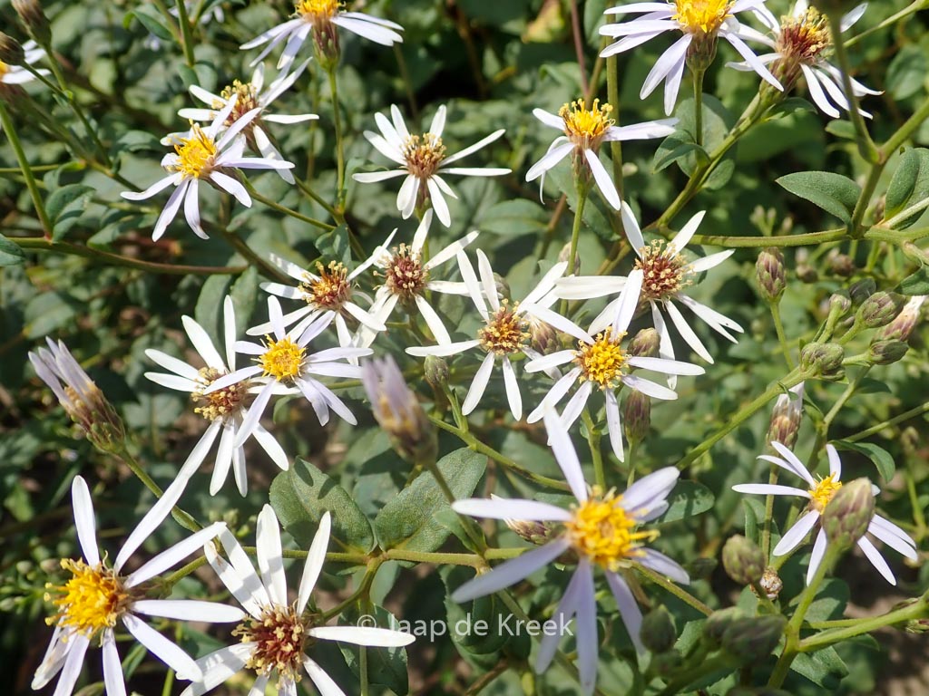 Aster macrophyllus