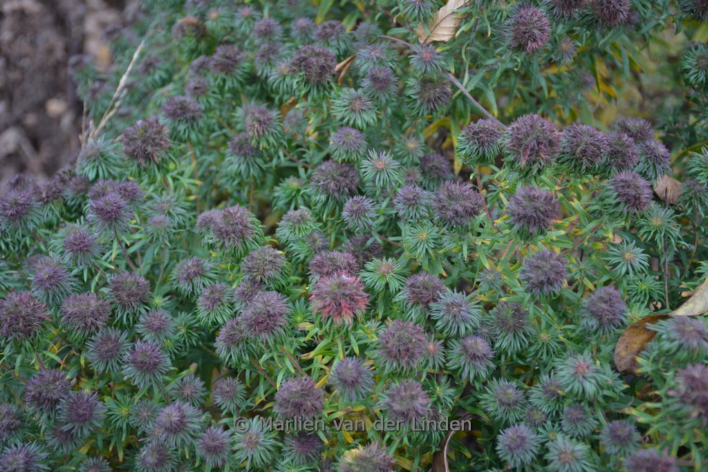 Aster novae-angliae ‘Ann Leys’