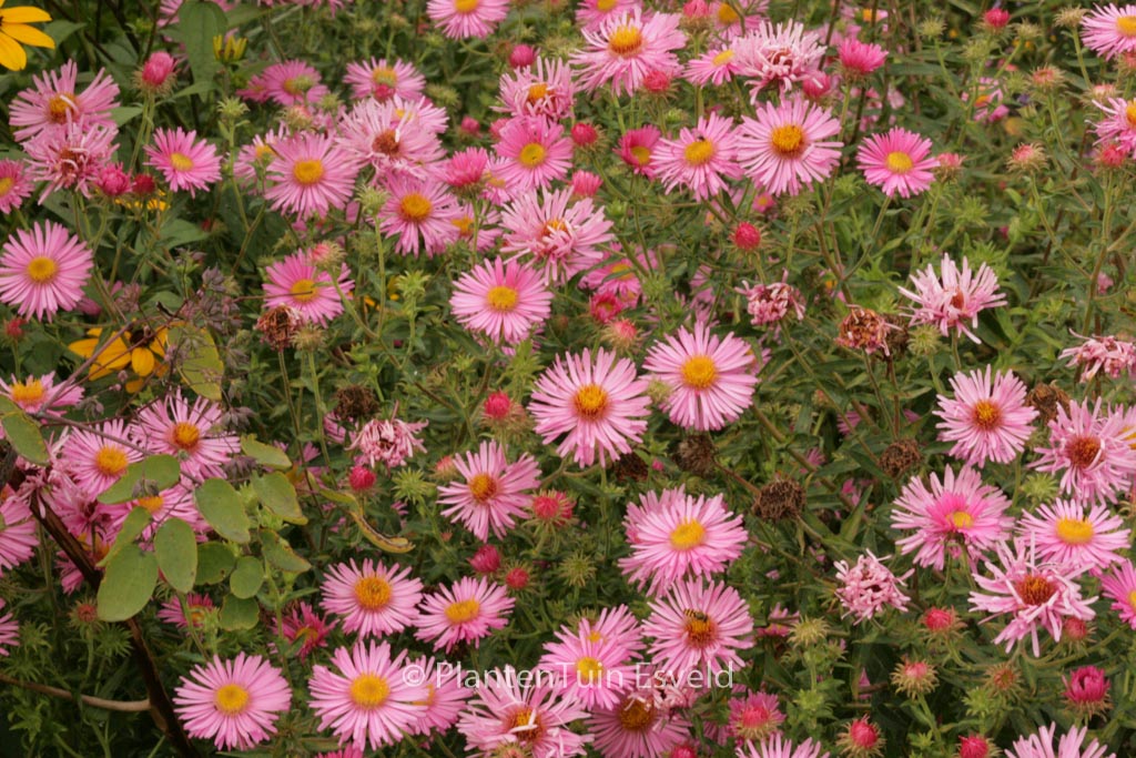 Aster novae-angliae ‘Rosa Sieger’