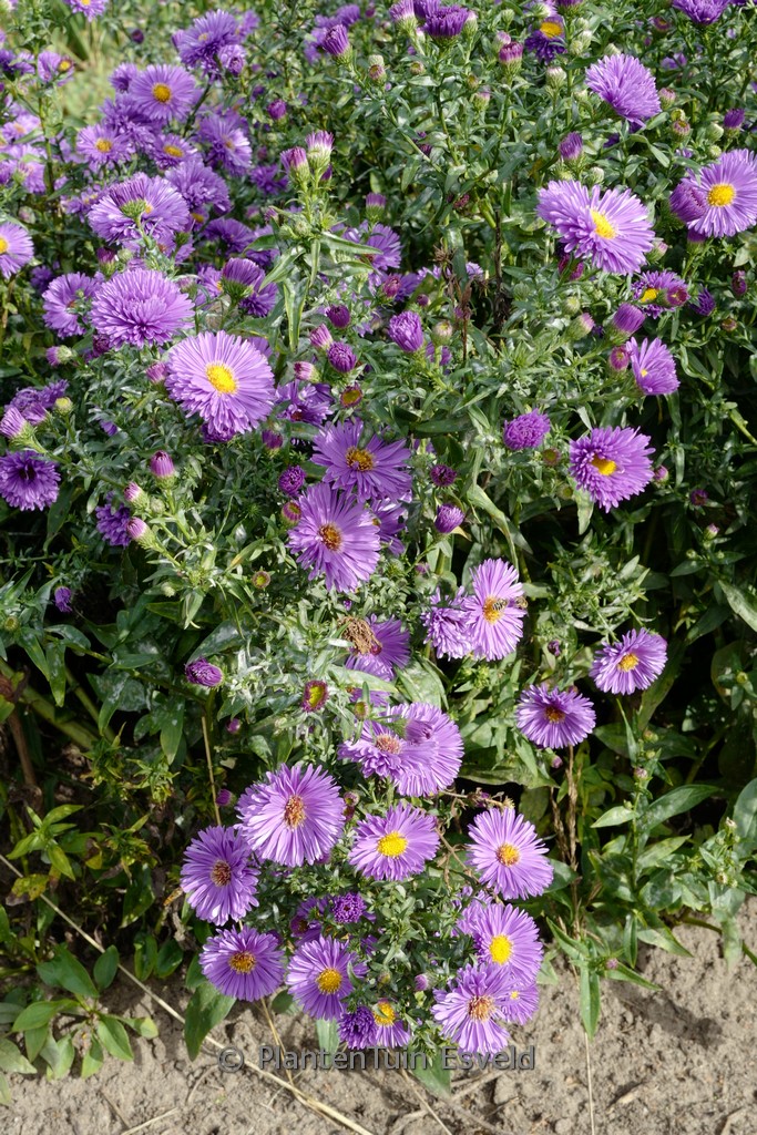 Aster novi-belgii ‘Eventide’