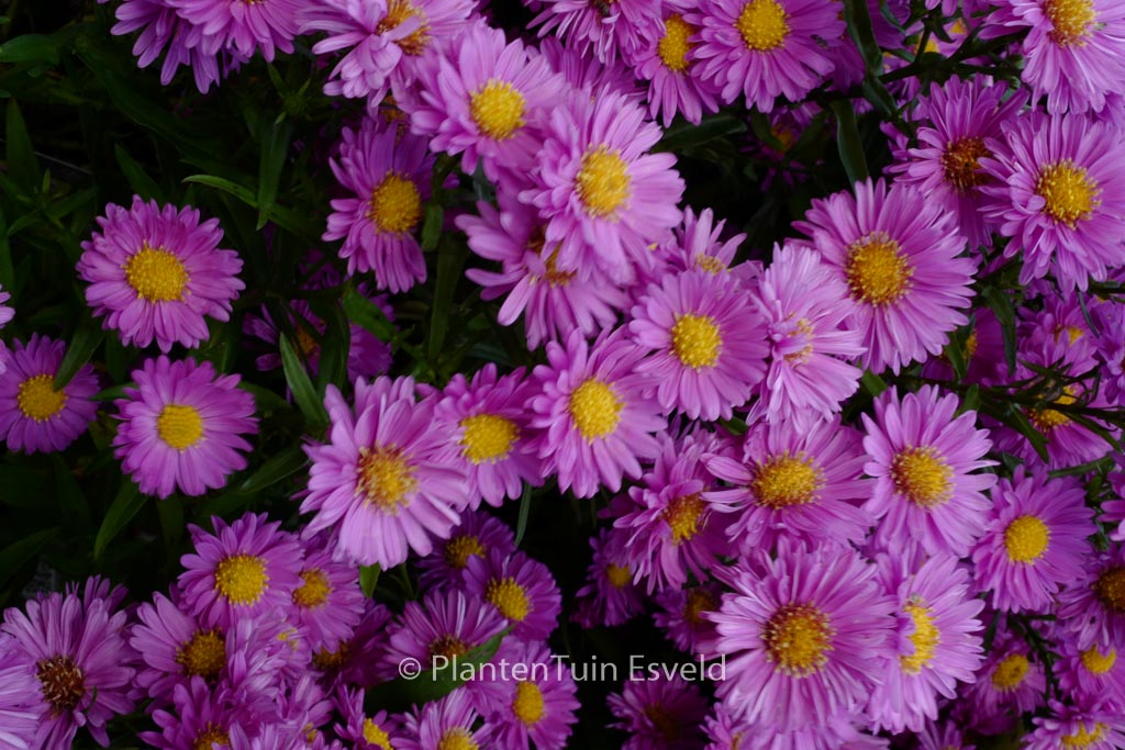 Aster novi-belgii ‘Patricia Ballard’