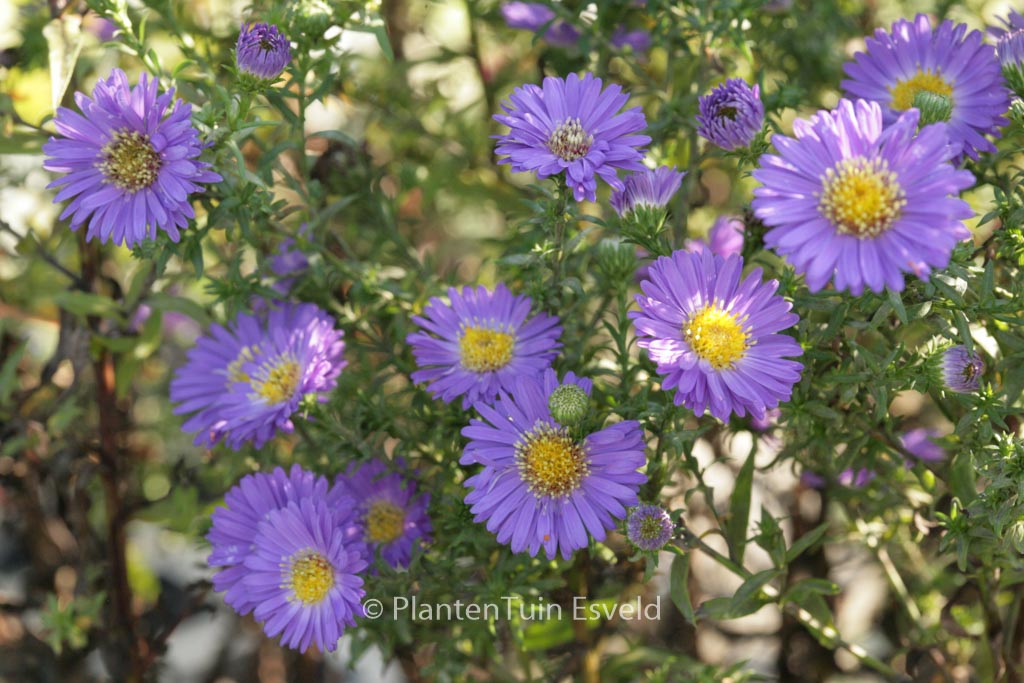Aster novi-belgii ‘Schoene von Dietlikon’