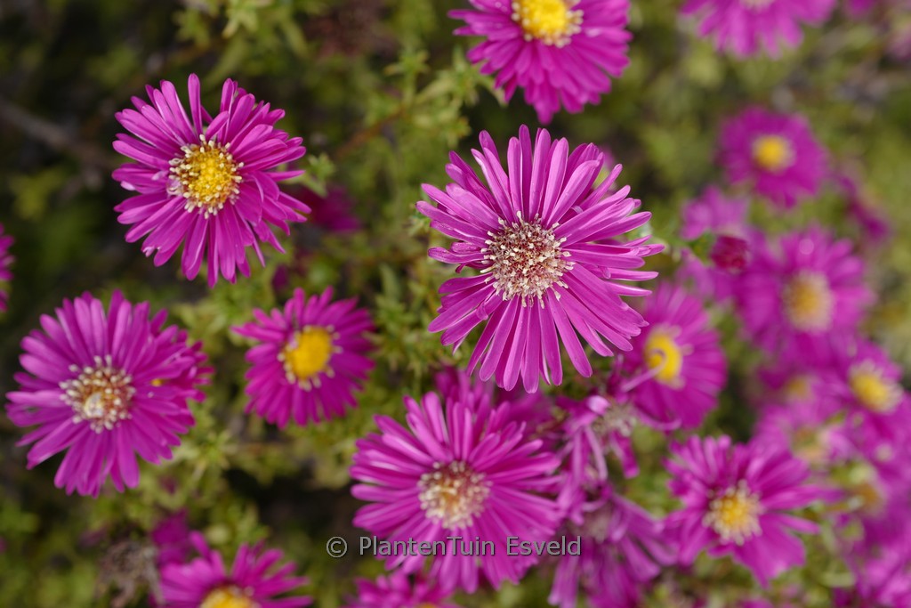 Aster novi-belgii ‘Winston Churchill’