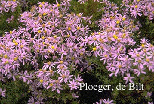 Aster sedifolius ‘Nanus’