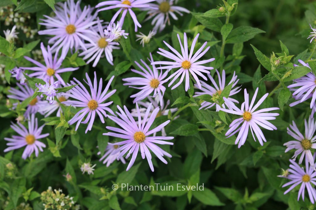 Aster thomsonii ‘Nanus’