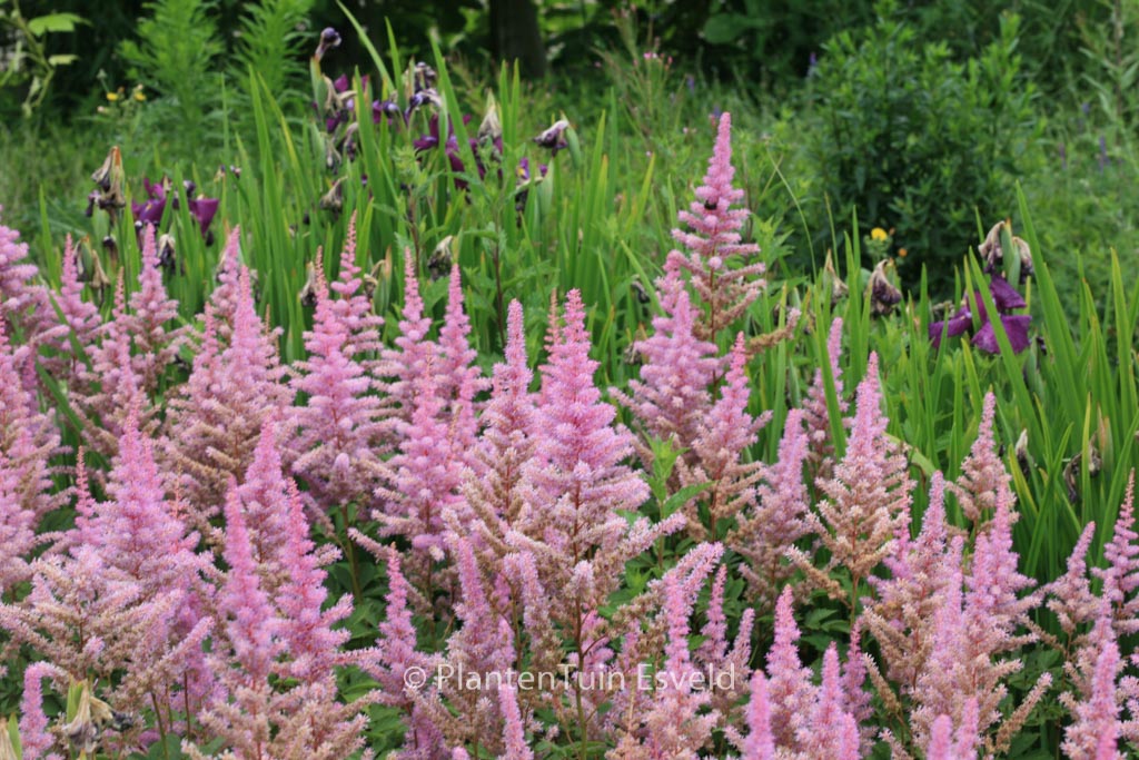 Astilbe ‘Amethyst’