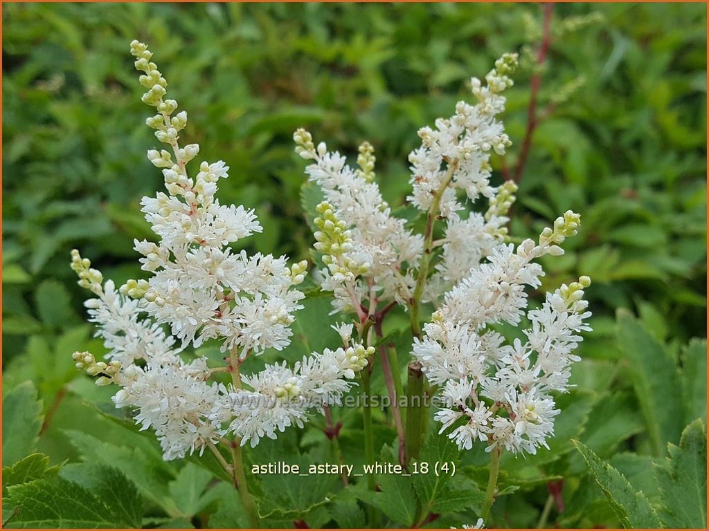 Astilbe ‘Astary White’