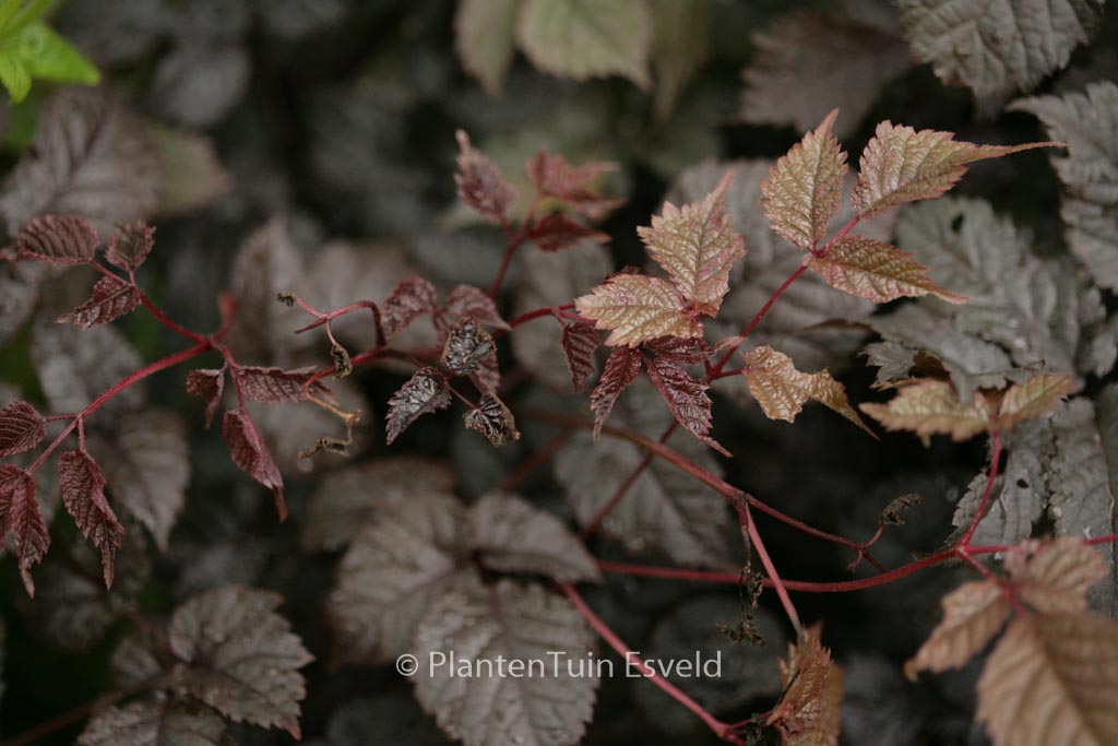 Astilbe ‘Chocolate Shogun’