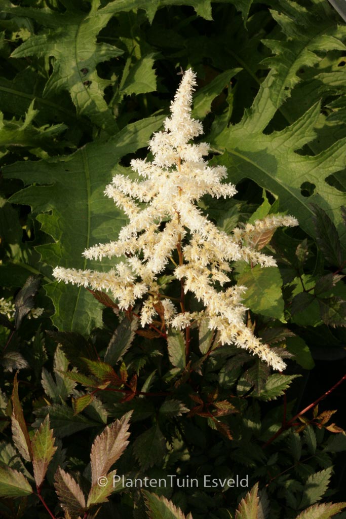 Astilbe ‘Ellie (J)’