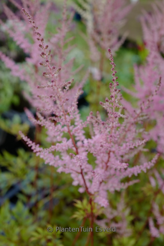 Astilbe ‘Erika’