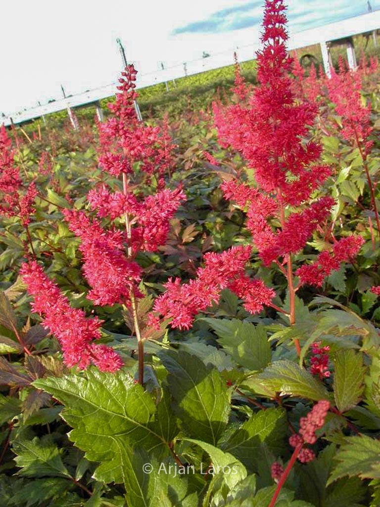 Astilbe ‘Fanal’
