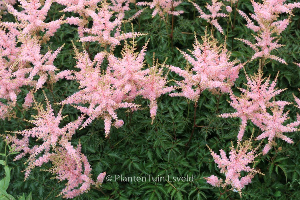 Astilbe ‘Hennie Graafland’