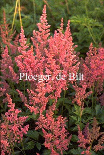Astilbe ‘Mainz’