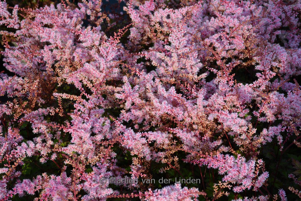 Astilbe chinensis ‘Delft Lace’
