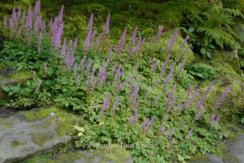Astilbe chinensis ‘Pumila’