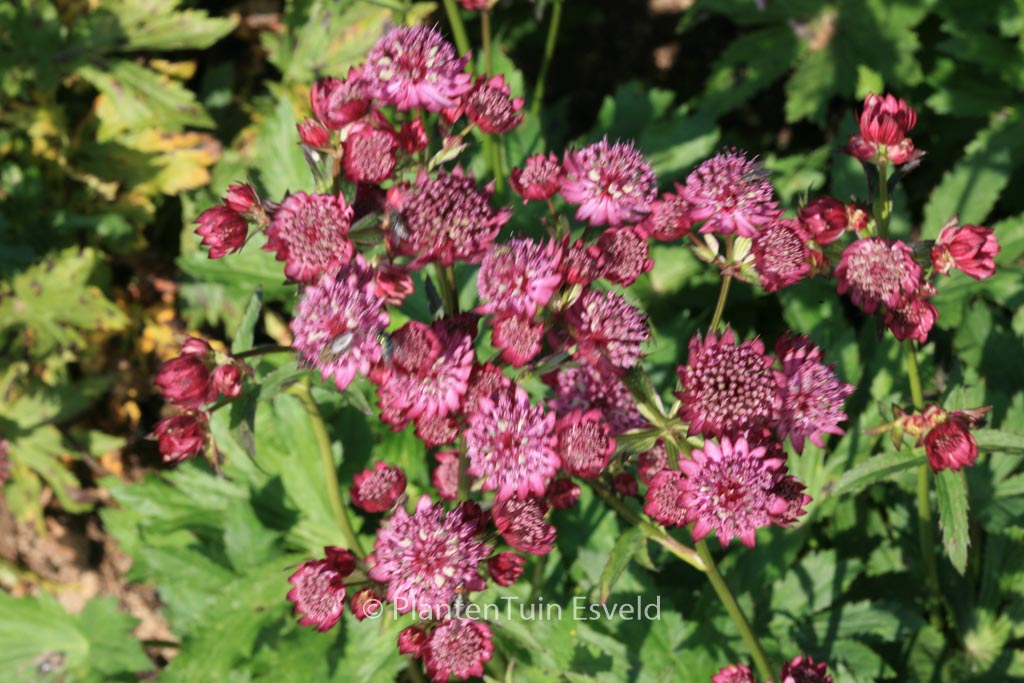 Astrantia major ‘Abbey Road’