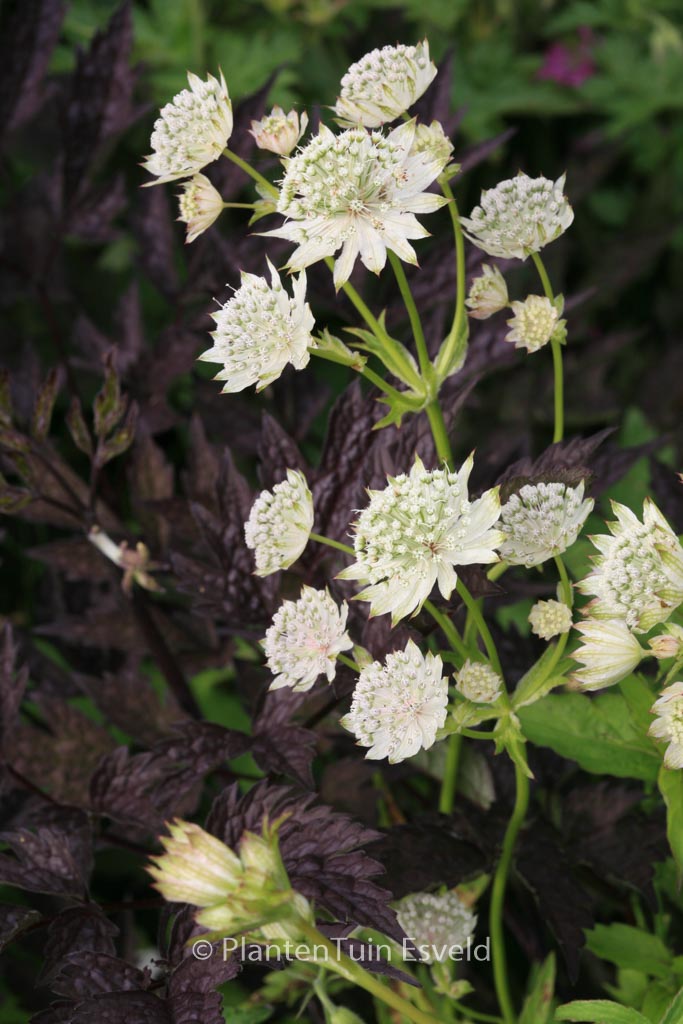 Astrantia major ‘Alba’