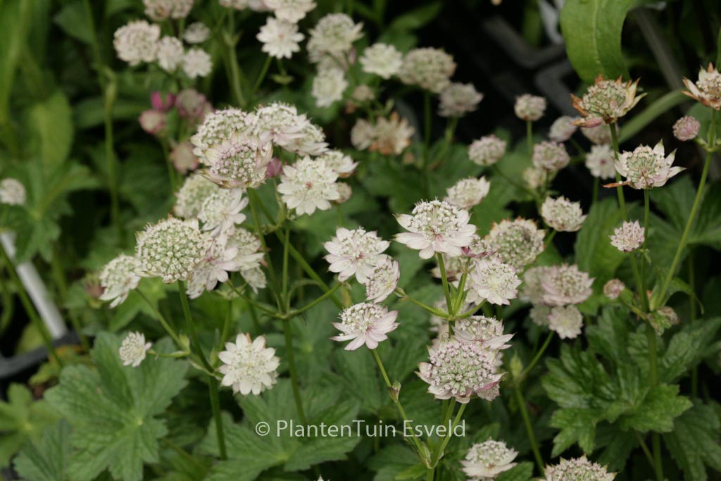Astrantia major ‘April Love’