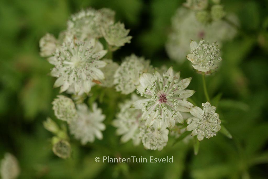 Astrantia major ‘Snow Star’