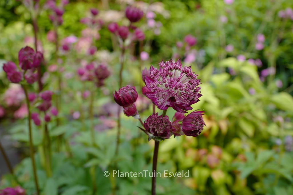 Astrantia major ‘Star of Beauty’