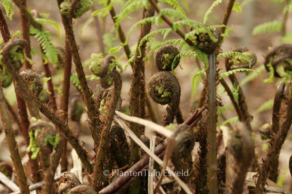 Athyrium filix-femina ‘Rotstiel’