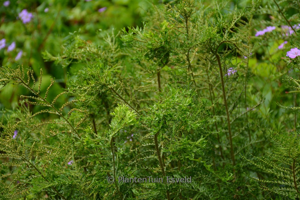 Athyrium filix-femina ‘Vernonia Cristatum’