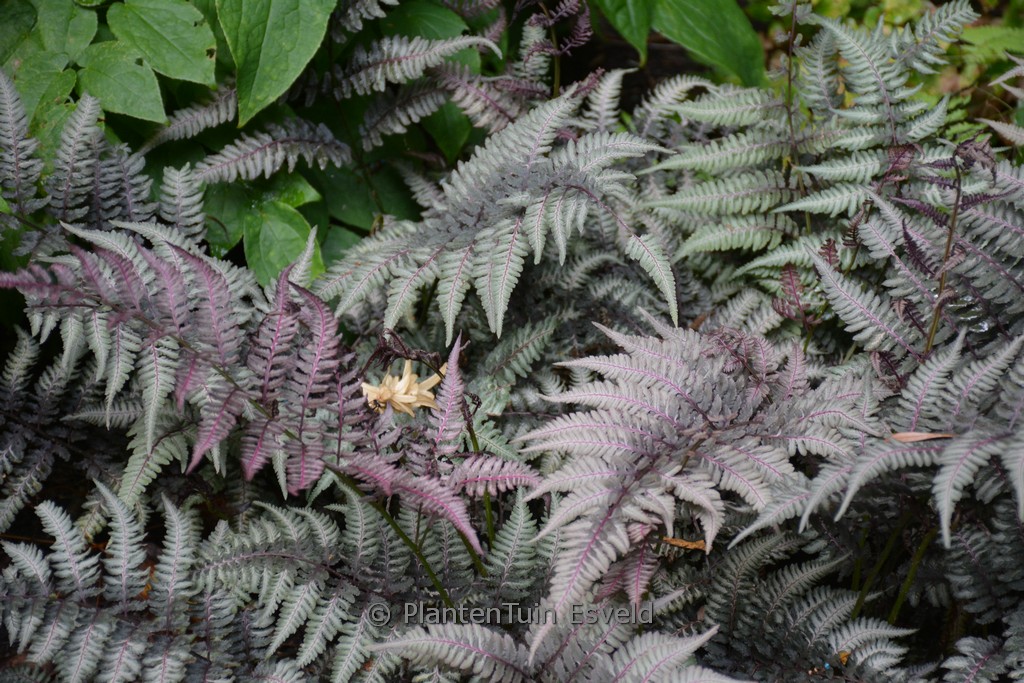 Athyrium niponicum ‘Burgundy Lace’