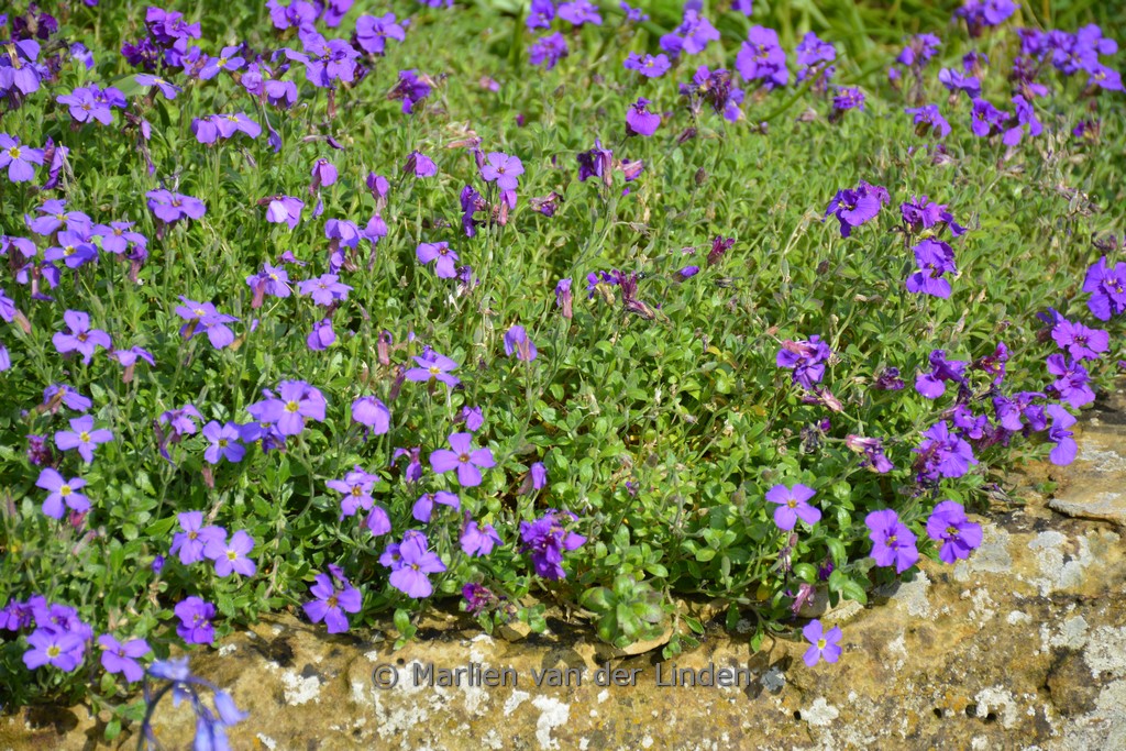 Aubrieta ‘Blaumeise’