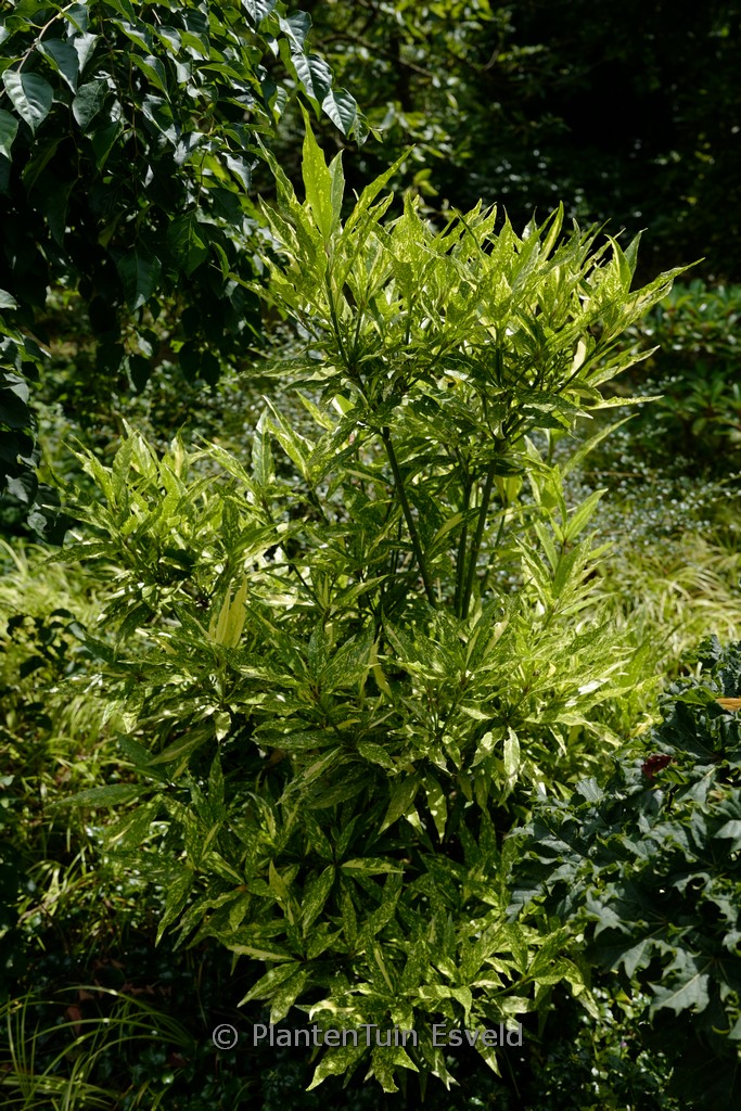 Aucuba japonica ‘Ashmount’