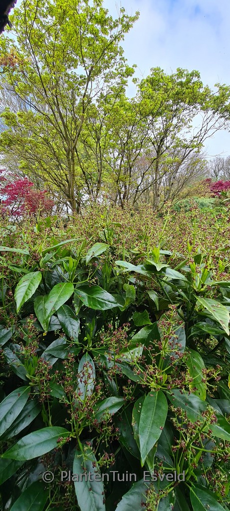 Aucuba japonica