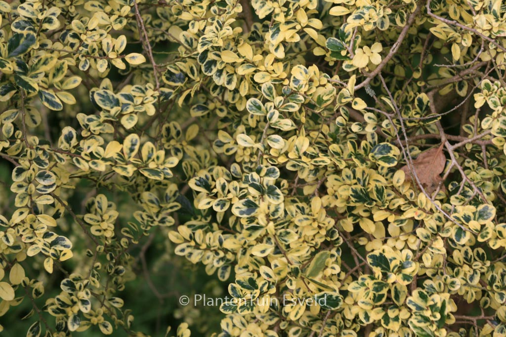 Azara microphylla ‘Variegata’