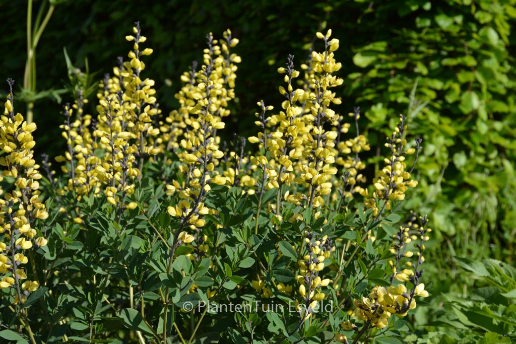 Baptisia ‘Lemon Meringue’ (DECADENCE)