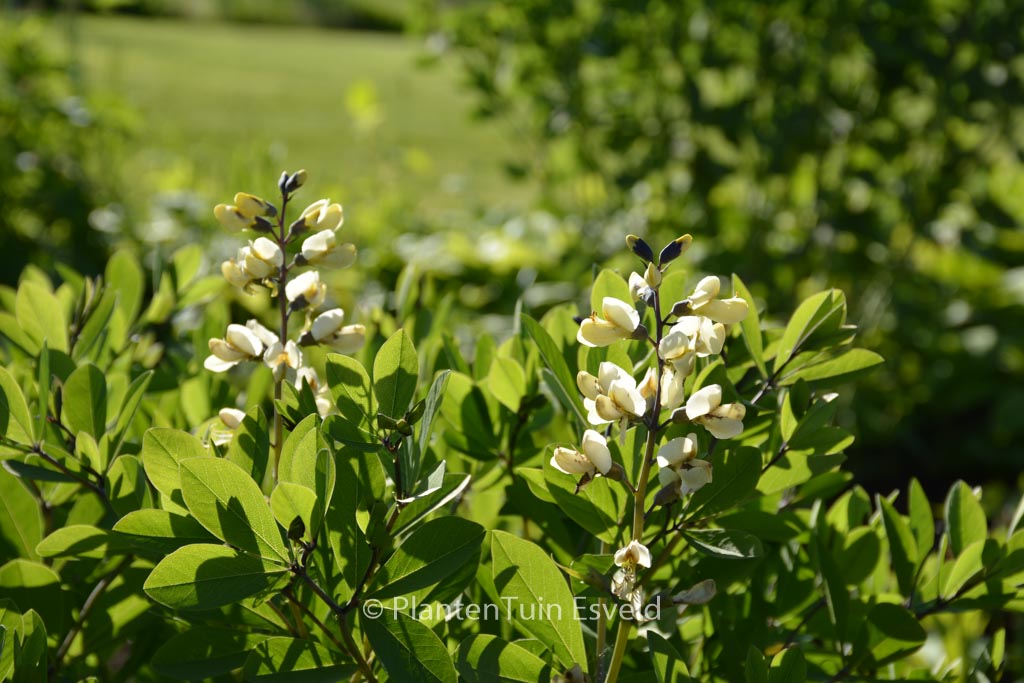 Baptisia ‘Vanilla Cream’