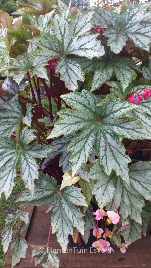 Begonia ‘Silver Splendour’