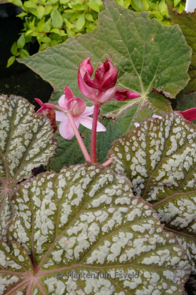 Begonia ‘Sterling Moon’