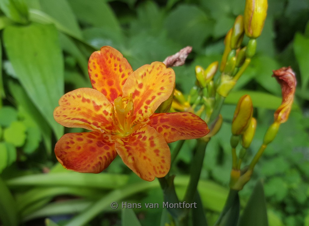Belamcanda chinensis ‘Freckle Face’