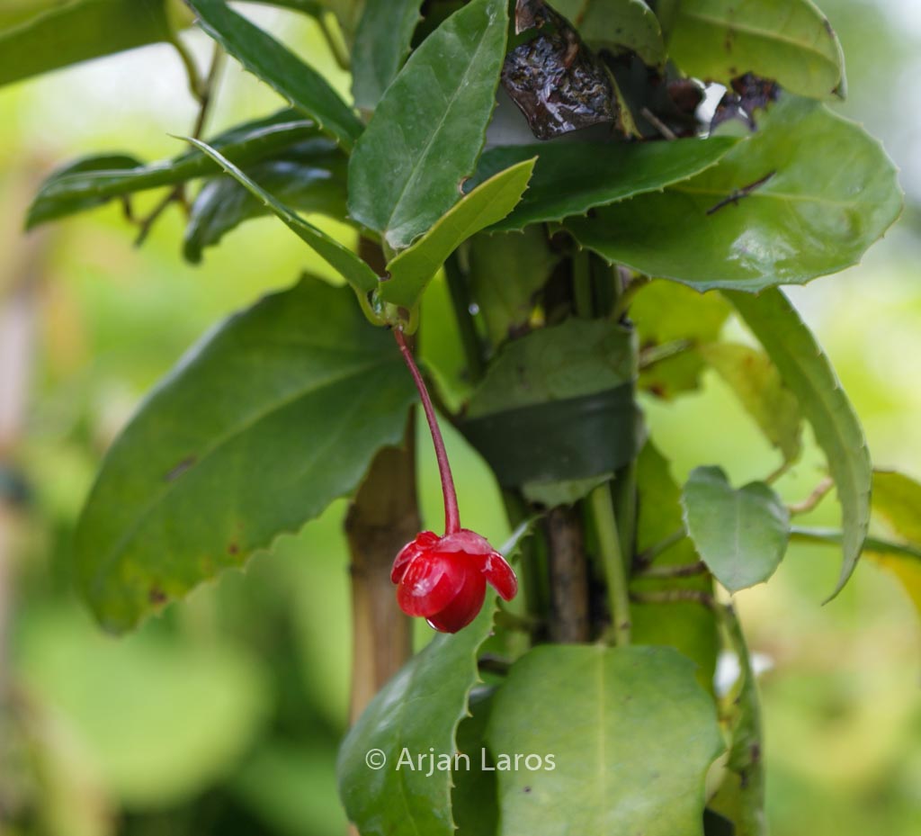 Berberidopsis corallina