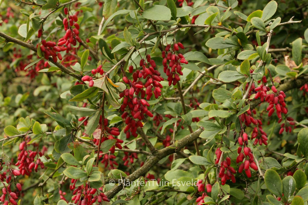 Berberis georgei
