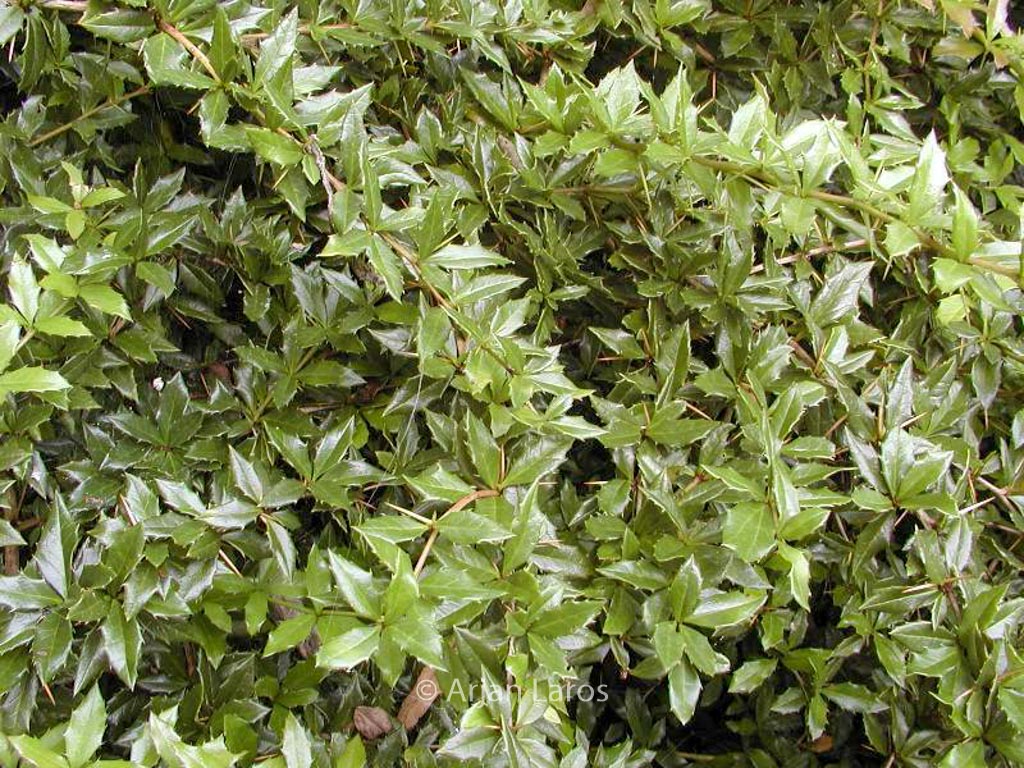 Berberis interposita ‘Wallich’s Purple’