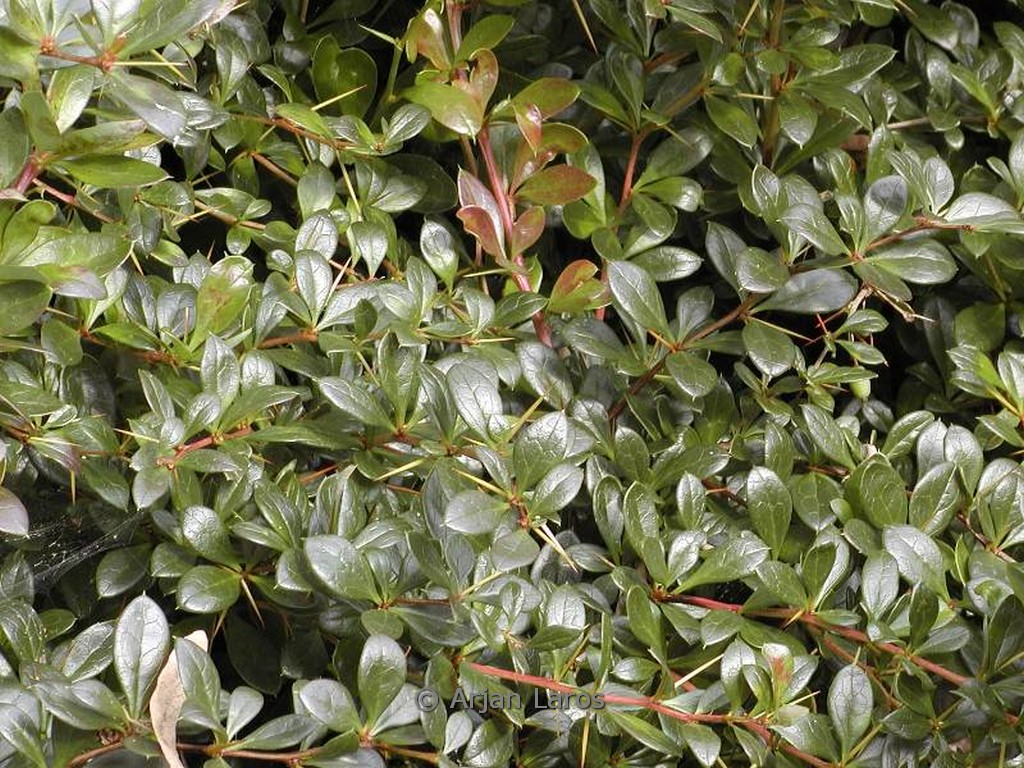 Berberis media ‘Red Jewel’