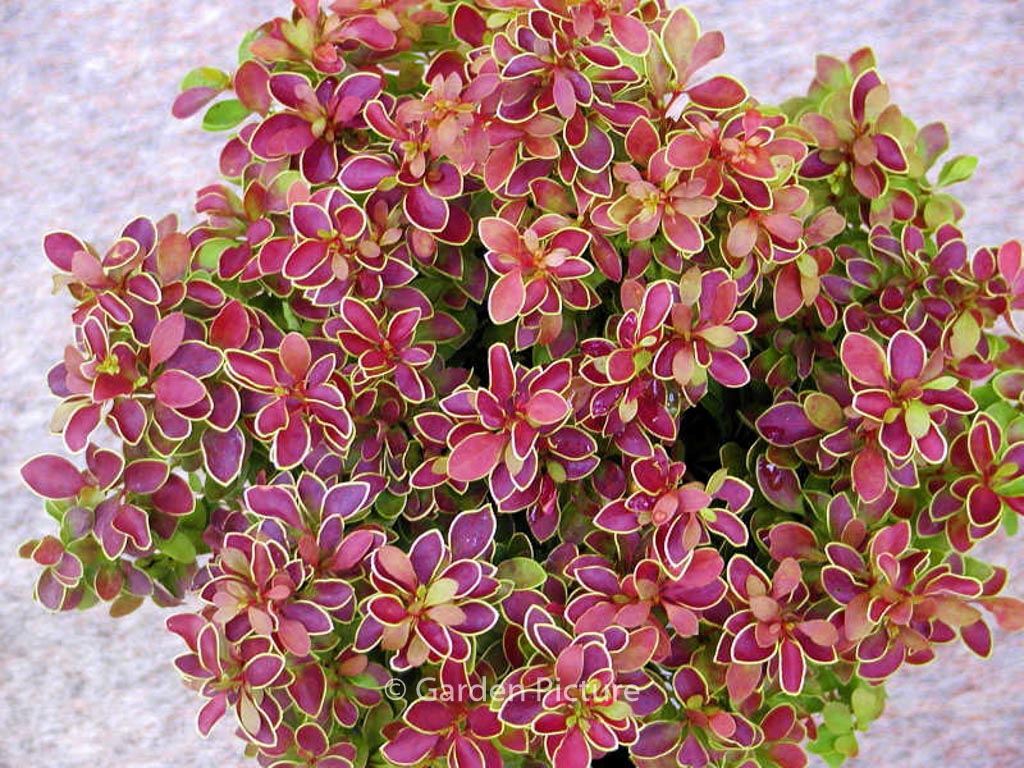 Berberis thunbergii ‘Admiration’